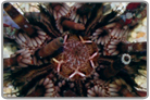 Pencil Urchin